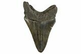 Serrated, Juvenile Megalodon Tooth - South Carolina #312116-1
